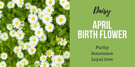 Discover Your Birth Flower Interflora In 2021 Birth Flowers April