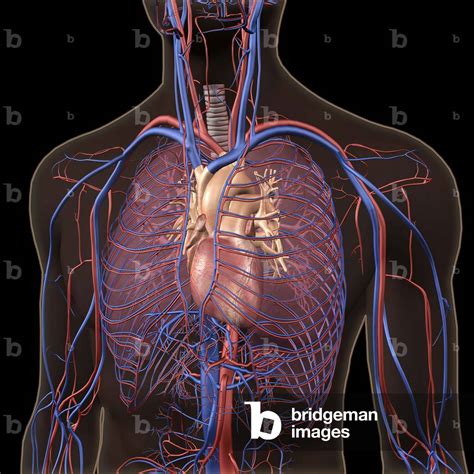 Circulatory System With Heart And Lungs Visible Inside Transparent Man