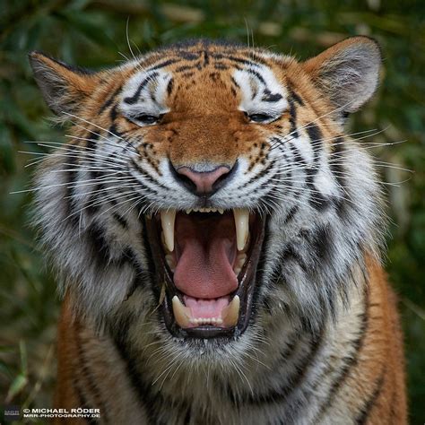The Teeth Of The Tiger Wildlife Animals Smiling Wild Cats