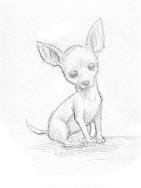 Chihuahua Outline Drawing Pets Lovers