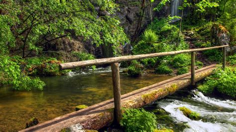 Forest Wallpaper Nature Forest Forest Green Trees Plants