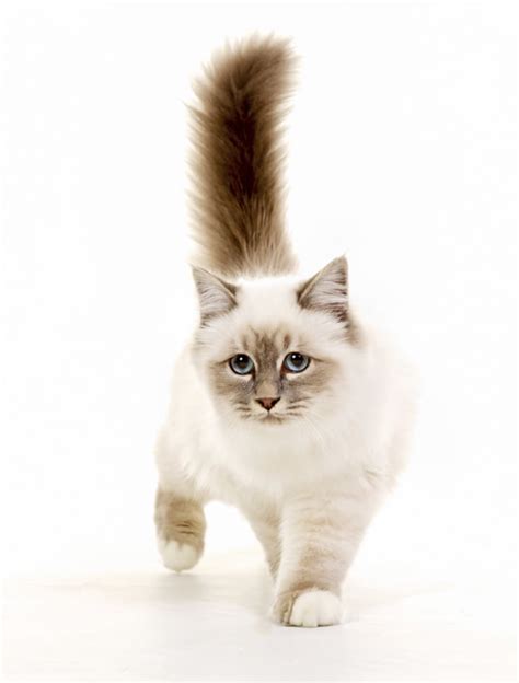 7 Silky Facts About Birman Cats Mental Floss