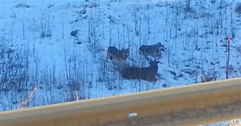 Video Wolves Attack Deer Grand View Outdoors