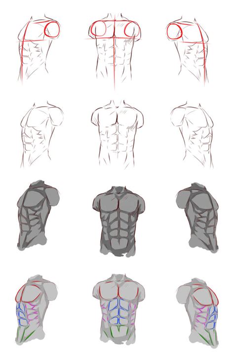 Male Torso Anatomy Back Muscles Drawing Reference Additional Arm