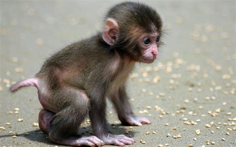 Baby Monkey Wallpapers Wallpics