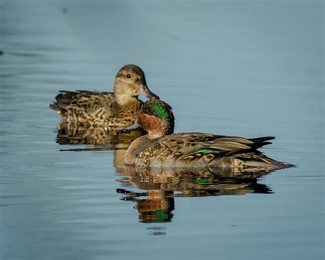 Green Winged Teal Pair Photograph By Phillip Beyser Pixels