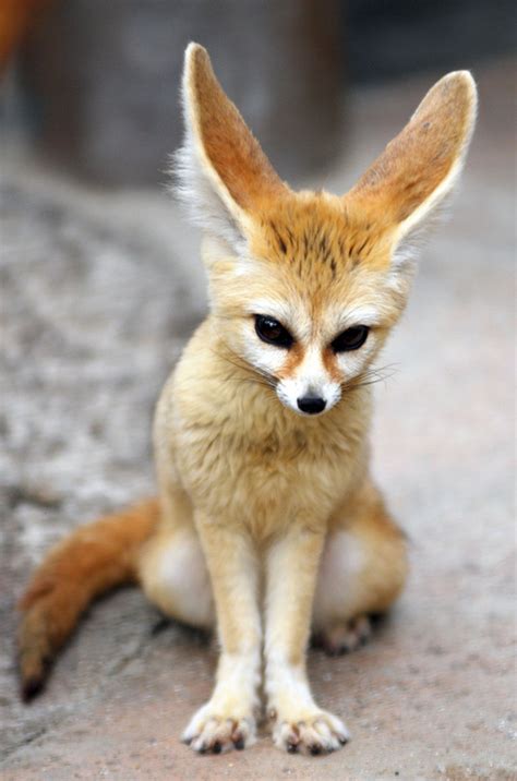 Fennec Fox Facts And Pictures Images All Wildlife