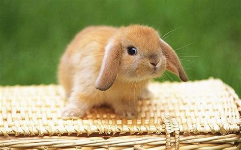 Cute Bunnies Wallpaper Images