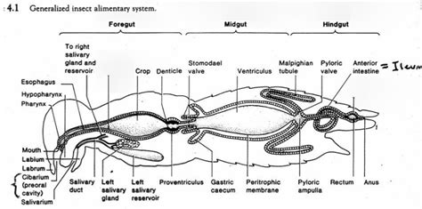 Entomology Generalized Insect Digestive System Diagram Quizlet