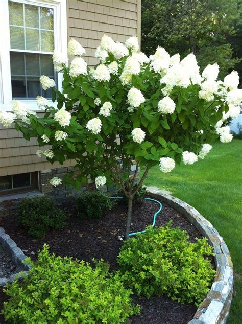 Given that many of us have limited space in which to garden, it becomes important that any trees chosen are right for their surroundings, in terms of proportion as well as for their decorative value. smal flowering tree - Landwork Contractors