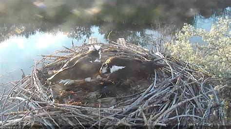 Hatching Of Osprey Chick 1 Youtube