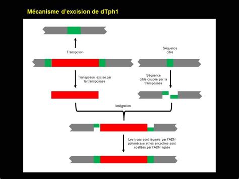 Une Introduction à La Biologie Moléculaire Présentation Et