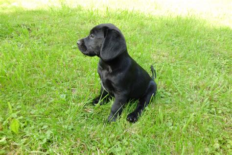 What kind of fur does a black labrador retriever have? Gratis billeder : eng, hundehvalp, nuttet, ung, lille ...