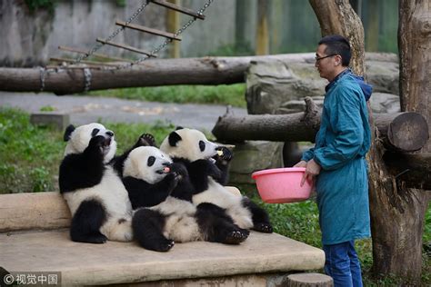 Whats It Like To Be A Panda Nanny Cgtn