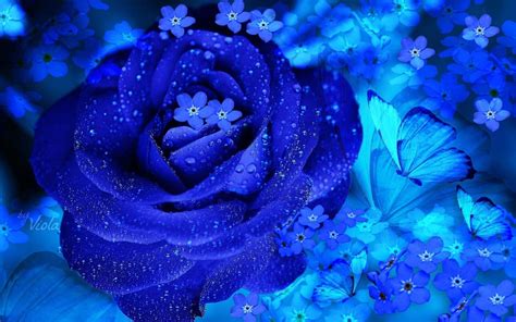 High Resolution Blue Rose Wallpaper Carrotapp