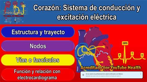 Sistema De Conducción Del Corazón Anatomía Sistema De Conducción Del