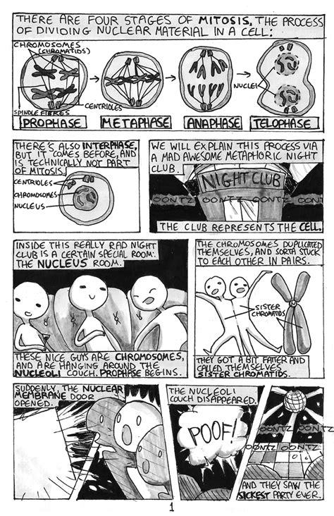 Meiosis Comic Strip