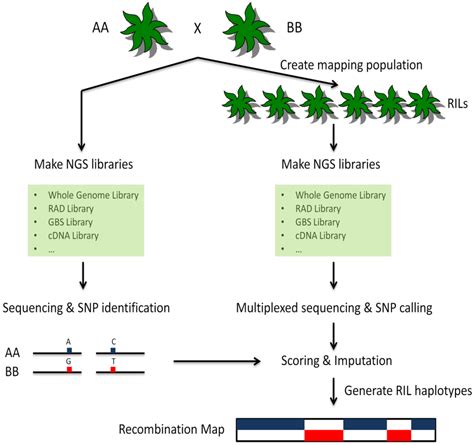Biology Free Full Text Genotyping By Sequencing In Plants