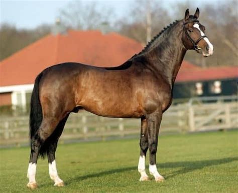 The 5 Most Expensive Horse Breeds In The World Seriously Equestrian