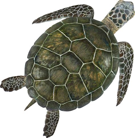 Turtle Png Transparent Image Download Size 1111x1139px