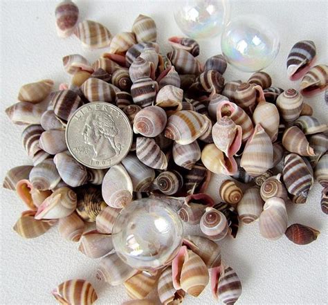 Bulk Seashells Beach Decor Specimen Shells White Beach Wedding Shell