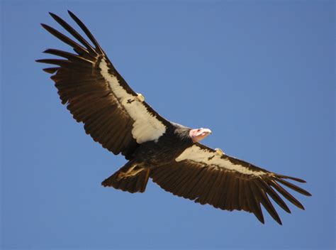Largest Bird Of Prey California Condor And Andean Condor Enkivillage