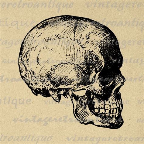 Skull Digital Image Printable Download Graphic Illustration Vintage