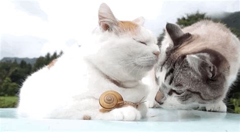 Cat Lovingly Nuzzles His Little Snail Friend