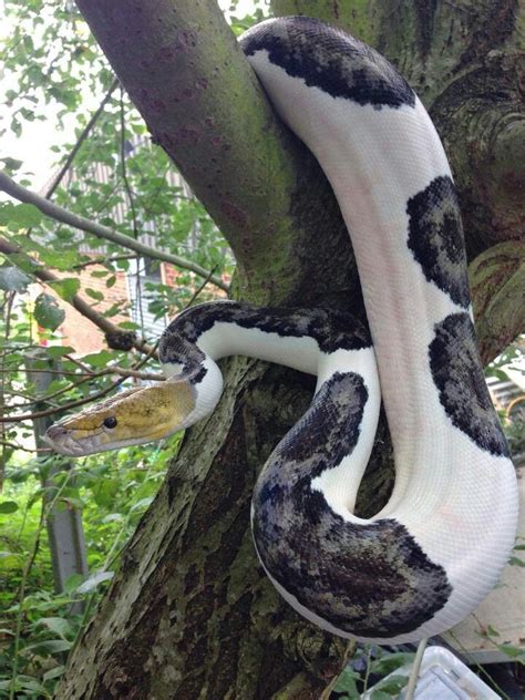 Beautiful Pied Retic Pet Snake Cute Snake Reticulated Python