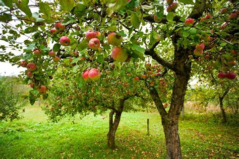 Find Your Local Community Orchard With An Interactive Map The English