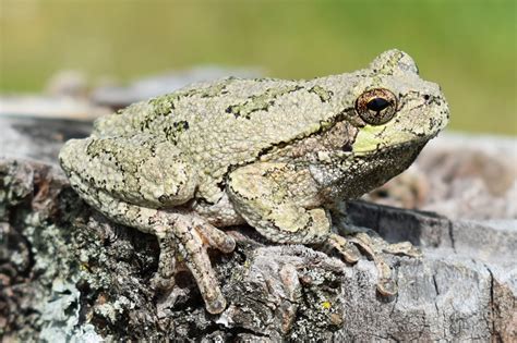 Copes Gray Treefrog Hyla Chrysoscelis Amphibians And Reptiles Of