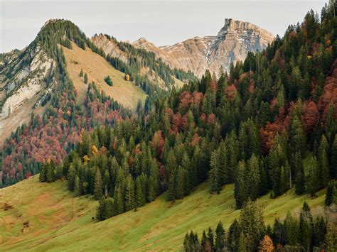 Wallpaper Mountains Forest Slope Trees Autumn Hd Widescreen