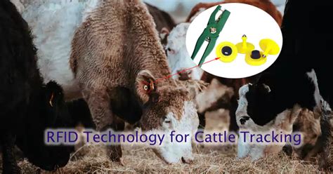 How To Use RFID Technology For Cattle Tracking WXR