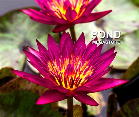 Doris Holt Dark Red Water Lily Exclusive New Pond Megastore