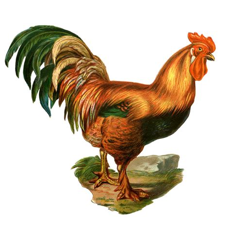 Farm Clip Art Colorful Rooster The Graphics Fairy