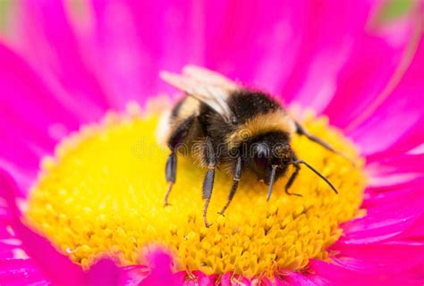 Bumblebee Sitting On A Flower Stock Photo Image Of Petals Beauty