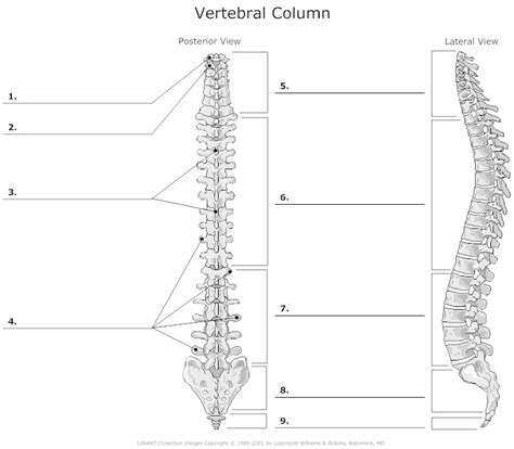 Different cell types can look wildly different, and carry out very different roles within the body. 15 Best Images of Human Anatomy Physiology Worksheets - Unlabeled Vertebral Column Diagram, Pig ...