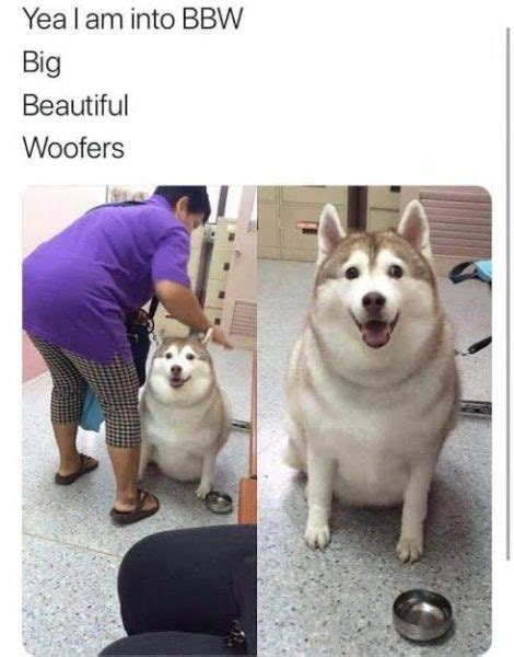 Funniest Fat Dog Memes