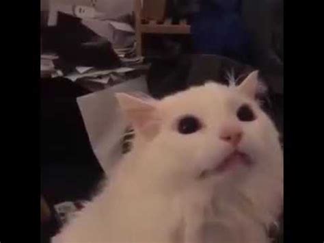 Yelling Cat Meme YouTube