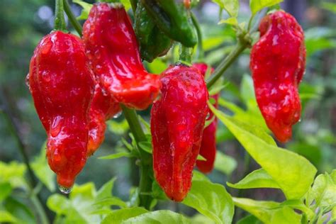 Hottest Peppers In The World By Location Grow Hot Peppers
