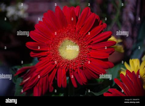 Beautiful Blooms Assorted Spring Flowers Stock Photo Alamy