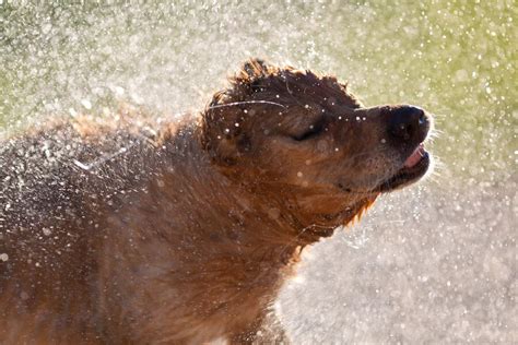 Premium Photo Wet Dog Shaking Off The Water After Swimming