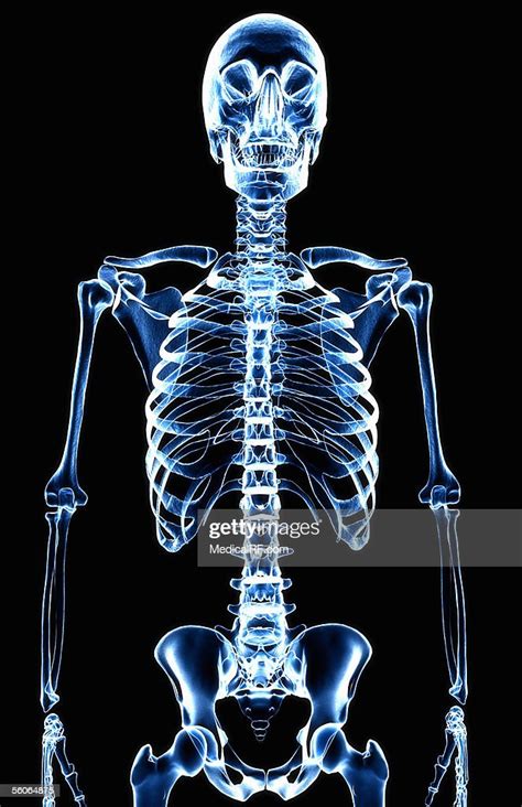 Anterior Xray View Of The Skeletal Torso High Res Vector Graphic