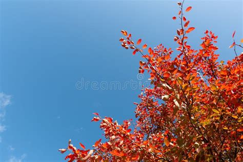 Colorful Autumn Tree With Golden Leaves Against Bright Sky Beautiful