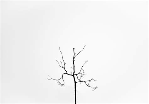 Hd Wallpaper Minimalist Photography Minimalism Tree Branch Plant