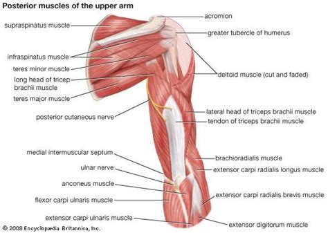 If you know the logic of how a muscle name was sometimes, the way muscles interact with other muscles are incorporated into their names. arm | Definition, Bones, Muscles, & Facts | Britannica