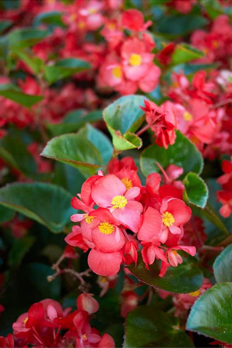 Begonia Coriacea Begonias 2b0