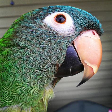 Conureperroquet à Couronne Bleue Aratinga Acuticaudata Blue Crowned