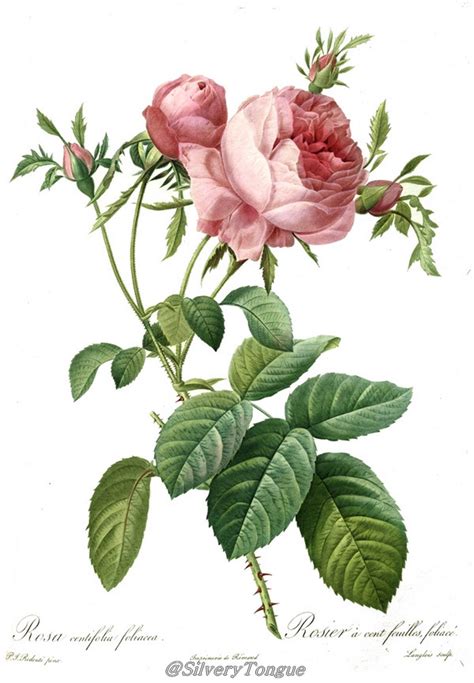Rosa Centifolia Foliacea By Pierre Joseph Redoute Botanical Drawings