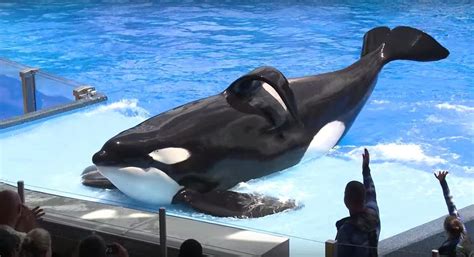 Seaworlds Decision To Stop Breeding The Whale Sanctuary Project